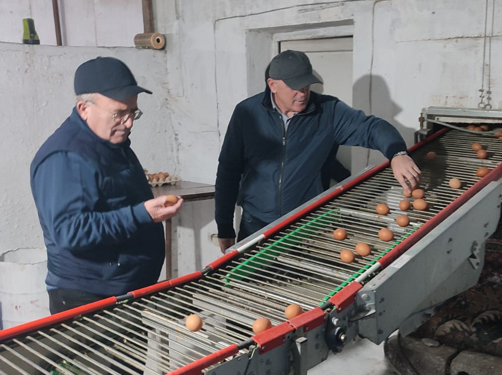 Эмин Шайхгасанов изучил причины роста цены на куриное яйцо в Дагестане
