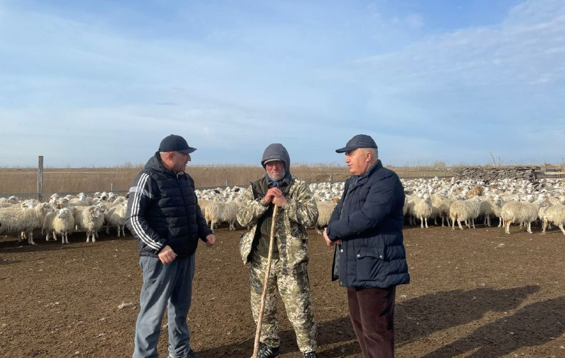 Окотная кампания в овцеводческих хозяйствах Дагестана проходит в штатном режиме