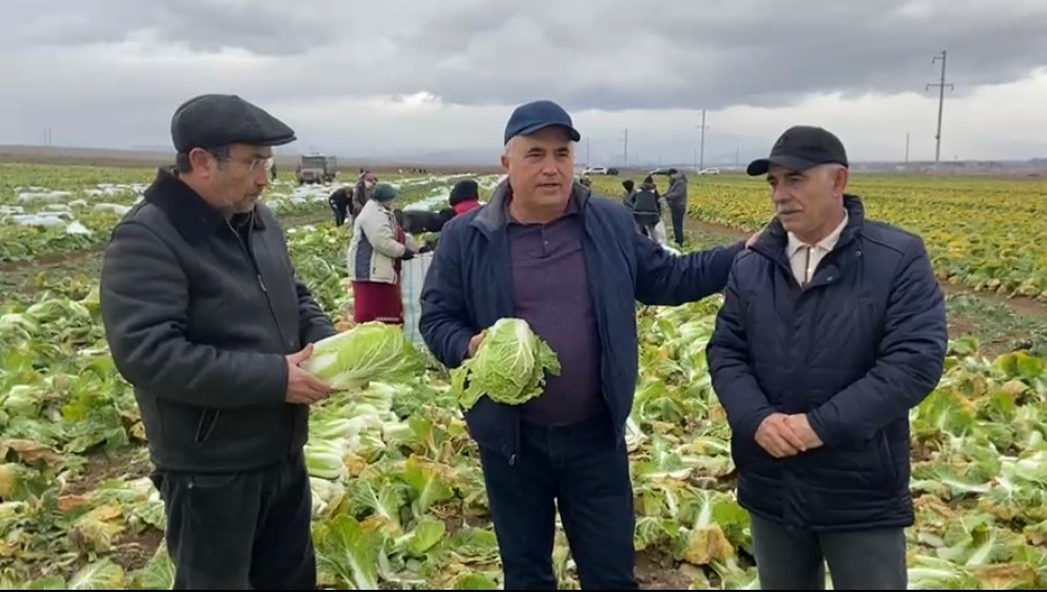 В Дербентском районе собирают зимний урожай пекинской капусты